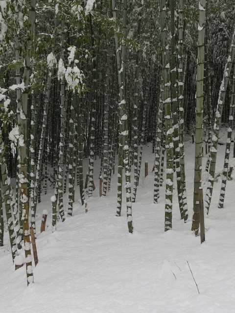竹の雪1