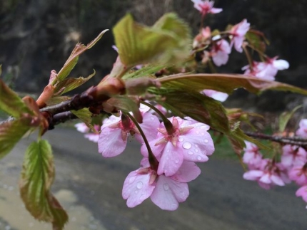 桜と雨粒