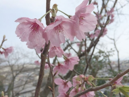 御殿山の大花桜