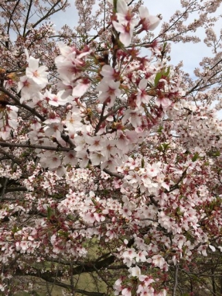 富士見台の桜