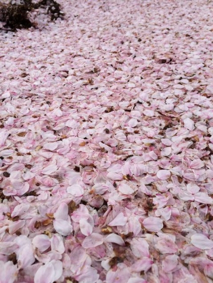 桜の花びら洪水