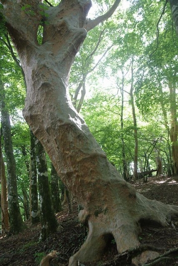 ヒメシャラの大木