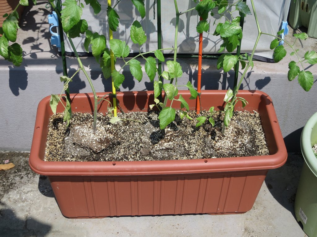 15年トマトのプランター栽培 プランター菜園