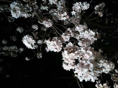 これぞ夜桜!?