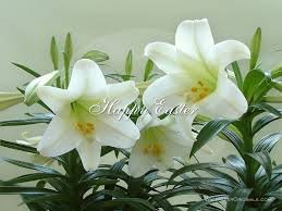 easter Lily