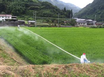 2015稲消毒作業