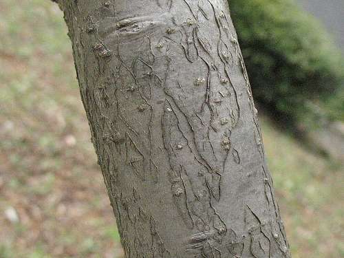 ウメモドキの樹皮