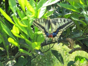 みかん園アゲハ蝶