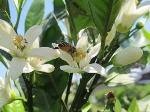 みかん園ミツバチ