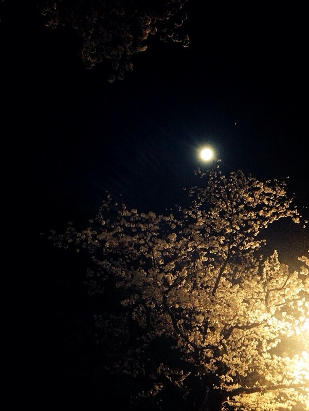 満月と桜2