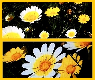 ギリシャ 春菊の花