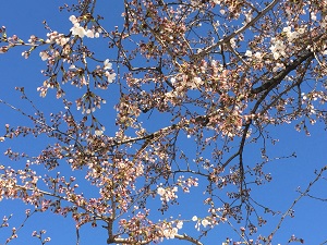 桜(2015)