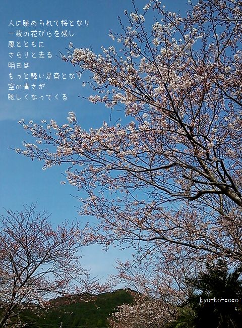 桜と空と