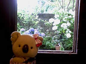 窓の外に紫陽花