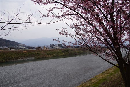 穴吹川と桜３