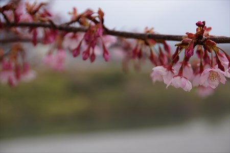 穴吹川と桜４