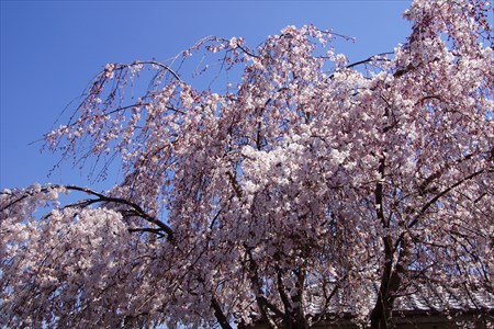脇町桜１