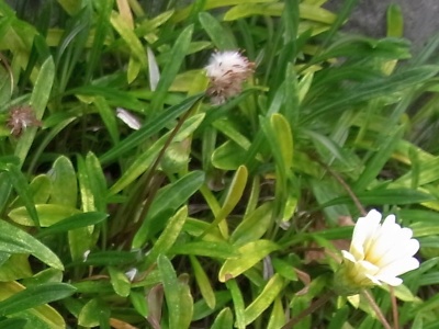 R0013109ガザニアの白い花と綿毛_400