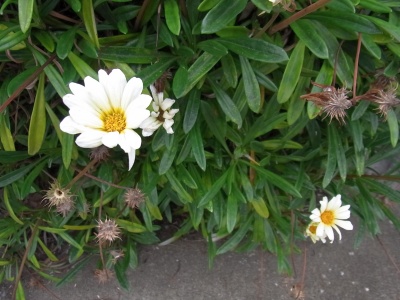 R0013108ガザニアの白い花_400