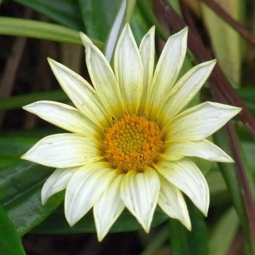 R0013140ガザニアの白い花_500