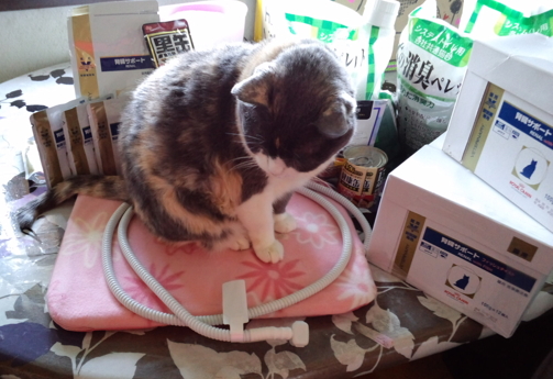 腎不全猫さん用のフード 猫砂 ヒーター ご支援有り難うございます Pure Heart Lovers