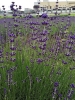 紫の米粒