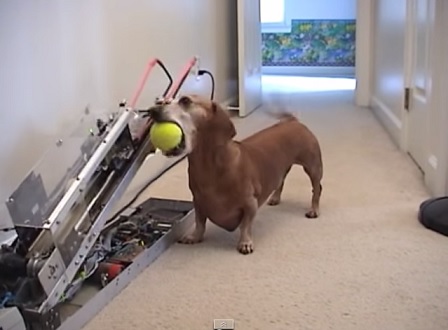 自動ボール投げマシンでひとりで遊ぶことを覚えた犬 動画 面白いもの集めました