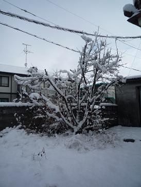 雪の裏庭