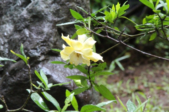雨の公園の黄色い花０１