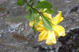 雨の公園の黄色い花０２