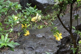 雨の公園の黄色い花０３