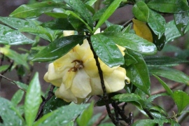 雨の公園の黄色い花０５