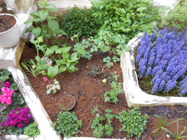 半日陰花壇の植え付け 月子の庭