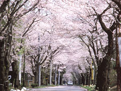 桜道路