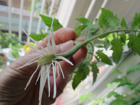 園芸でちょこっと科学 トマト 挿し芽の仕方2種類をためしてみる